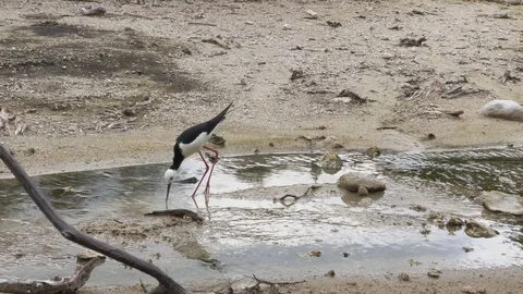 Black-and-white pied stilt fishing in the river, wading bird, New Zealand Stock Footage 80709217