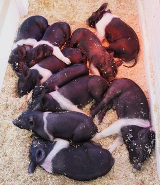 Black and white piglets Stock Photos