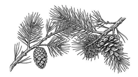 Black and white pine branch with needles Stock Illustration
