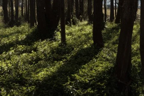 Black and white pine forest in morning, Yunnan Stock Photos