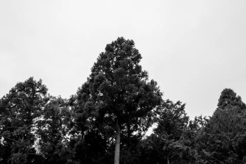 Black and white of pine tree in a botanic garden Stock Photos