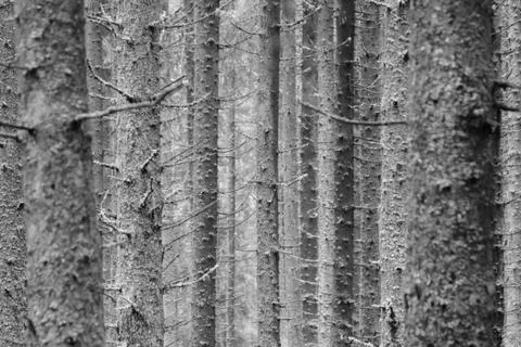 Black and white pine tree trunk texture in the forest Foto stock