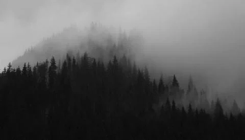 Black and white pine tree forest and clouds Stock Photos