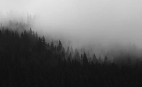 Black and white pine tree forest and clouds Stock Photos