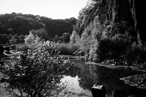 Black and white pond surrounded by dense foliage Stock Photos