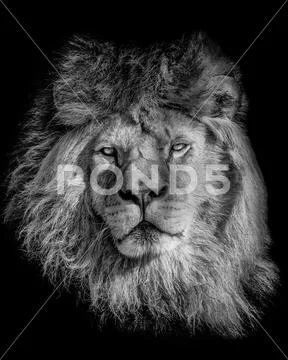 Black and white poster lion Stock Photos