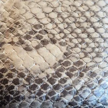 A black and white python skin on a bed with a small cat Stockfoto's