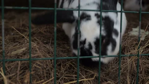 A black and white rabbit in a cage chews food. the cage is stuffed with straw Stock Footage 151474985