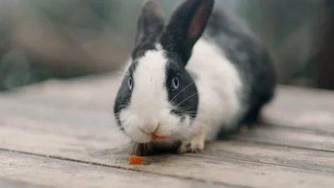 Black and white Rabbit chewing slice carrot on wooden table on nature, Feeding Stock-Footage 238996007