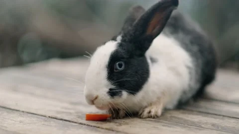 Black and white Rabbit chewing slice carrot on wooden table on nature, Feeding Stock-Footage 239000063