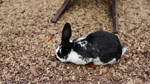 A black-and-white rabbit chewing something and sniffing wood shavings on a farm Stock Footage 304003533