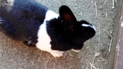 Black and white rabbit forages on the ground, exploring its surroundings Stock Footage 331198740