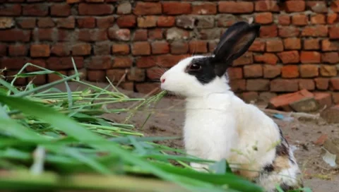 Black and white rabbit on the ground look cute eating leafs stock footage Stock Footage 140611697