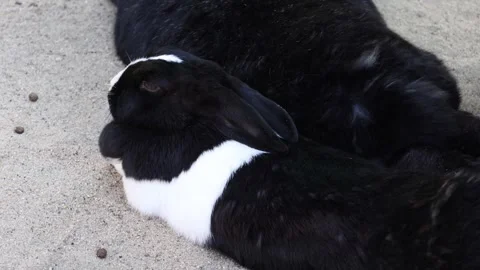 Black and white rabbit resting closely together on sandy ground Stock Footage 331593140
