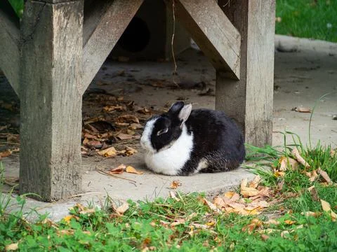 A black and white rabbit resting on the grass Stock Photos