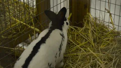 A black and white rabbit sits on straw bedding inside a cage Stockbeeldmateriaal 318620150