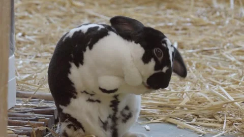 Black and white rabbit sits in straw Stock Footage 331445120