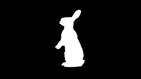 Black and white rabbit sitting and standing up. 스톡 동영상 335984562