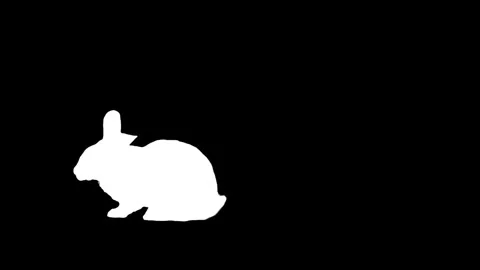 Black and white rabbit walking and sitting. Stock Footage 335984561