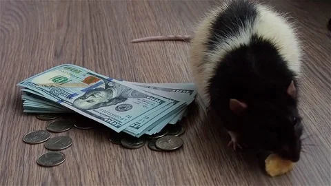 Black and white rat eats something sitting on US dollar. Gray background Stock Footage 71948894