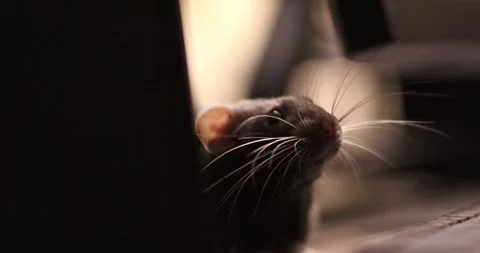Black and white rat explores a table and keyboard at night. Close up rat or m Stock Footage 303348818