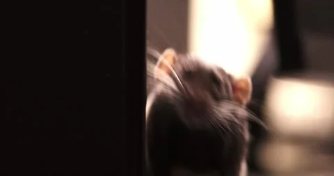 Black and white rat explores a table and keyboard at night. Close up rat or m Stock Footage 303349415