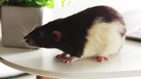 Black and White Rat on a Table Stock Footage 325036222