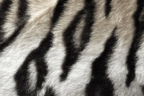 Black and white real pattern of tiger pelt Foto stock