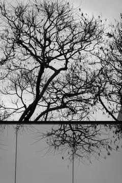 Black and white reflection of bare branches on building glass Fotos de archivo