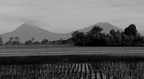 Black and White Rice Fields with Mountains Landscape in Indonesia Foto stock