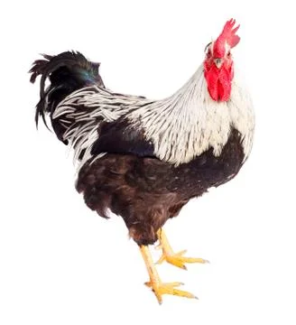 Black and white rooster in studio 스톡 사진