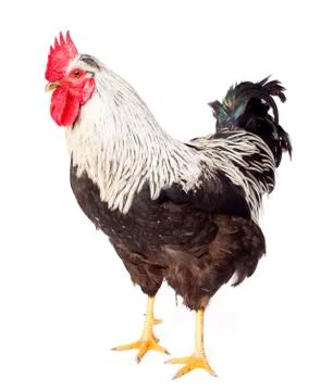 Black and white rooster in studio Foto stock