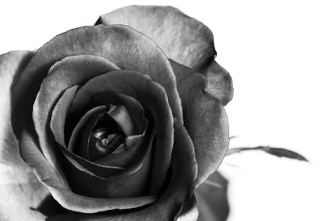 Black and white of rose Stock-Fotos