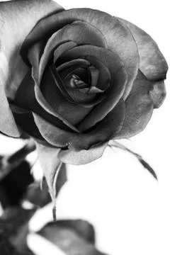 Black and white of rose Stock Photos