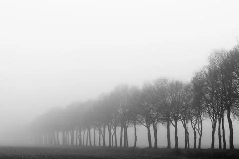 Black and White Row of Bare Winter Trees in the Mist in the Drenthe Landscap Fotos de archivo