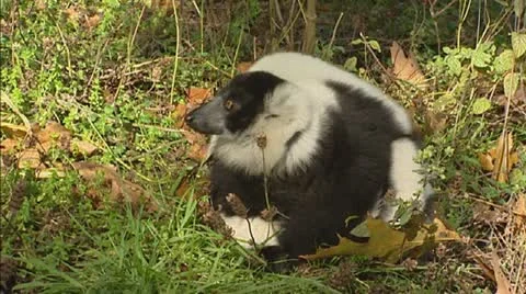 Black-and-white ruffed lemur (Varecia variegata) Stock Footage 20615264