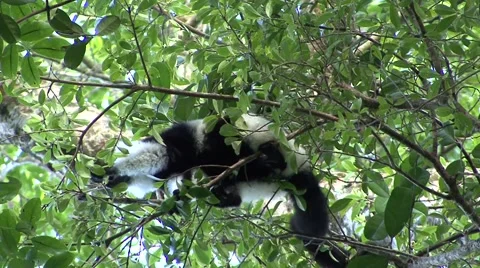 Black and white ruffed lemur sit in thick rainforest undergrowth eating fruit Video stock 55658735