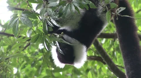 Black and white ruffed lemur hanging upside down in rainforest branch feeding Stock Footage 55658920