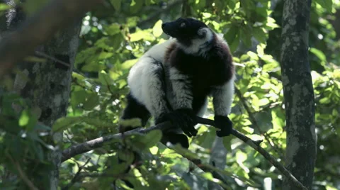 Black and white Ruffed Lemur Stock Footage 58330818