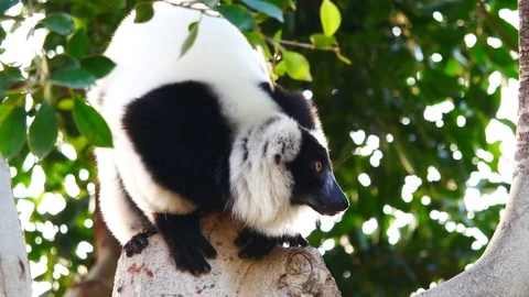 Black and white Ruffed Lemur looking very intently and roaring while sitting Video stock 85348948