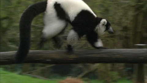 Black and White Ruffed Lemur running along wooden log and under wooden structure Video stock 95654953