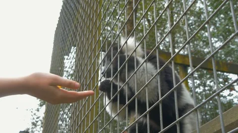 Black and White Ruffed Lemur being hand fed through cage Stock Footage 114646696