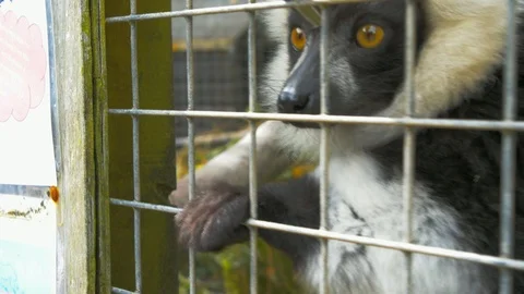 Black and White Ruffed Lemur in cage expecting food (Close up) Stock Footage 114649543