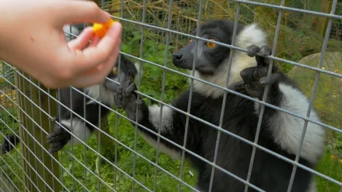 Black and White Ruffed Lemur hitting other Lemur over food Stock Footage 114653887