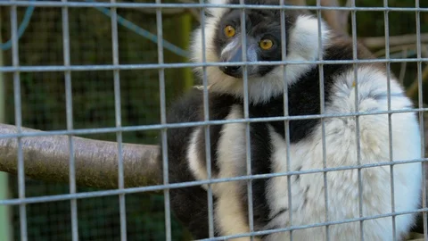 Black and White Ruffed Lemur turning head to look out of cage Stock Footage 114660916