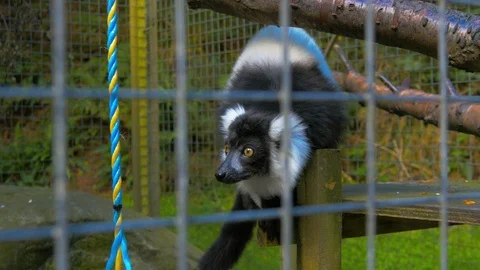 Black and White Ruffed Lemur looking down before climbing up branch in cage Stock Footage 114665337