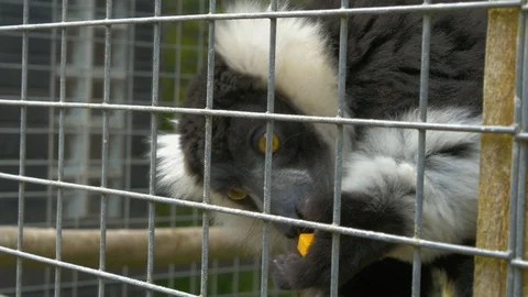 Black and White Ruffed Lemur grabbing food from person's hand Stock Footage 114773503