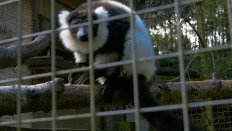 Black and White Ruffed Lemur standing on branch in cage Stock Footage 115015370
