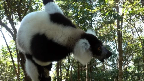 Black-and-white ruffed lemur (Varecia Variegata).Endemic Madagascar.4K Stock-Footage 125894697