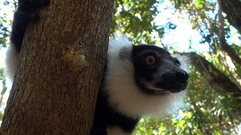 Black-and-white ruffed lemur (Varecia Variegata).Endemic Madagascar.4K Stock Footage 125899649
